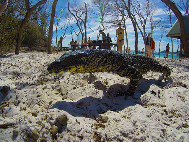 goanna lizard posing for a picture at Whitehaven Beach