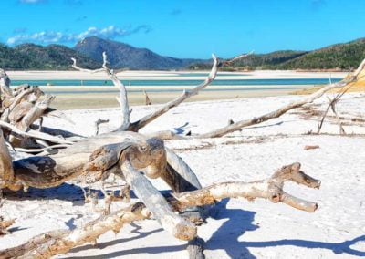 white driftwood on Whitehaven Beach Hill Inlet