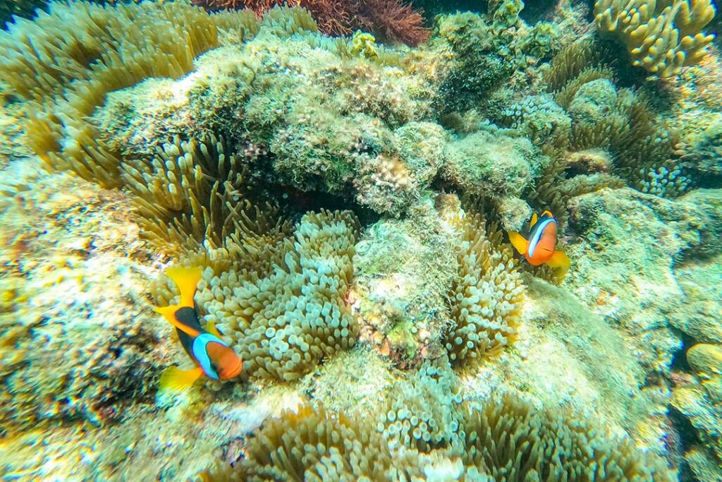 Clown fish in a coral reef, located in the Whitsunday Islands
