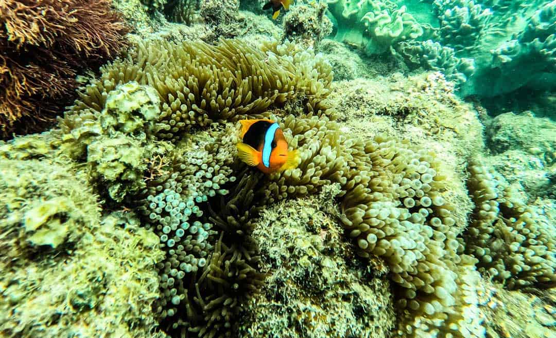 Clown fish in Coral Reef