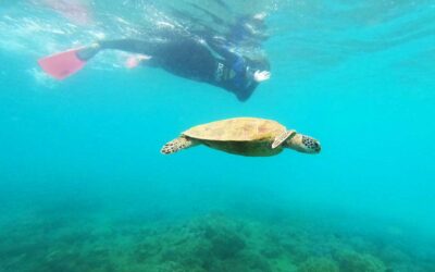 guide to snorkelling in the Whitsundays