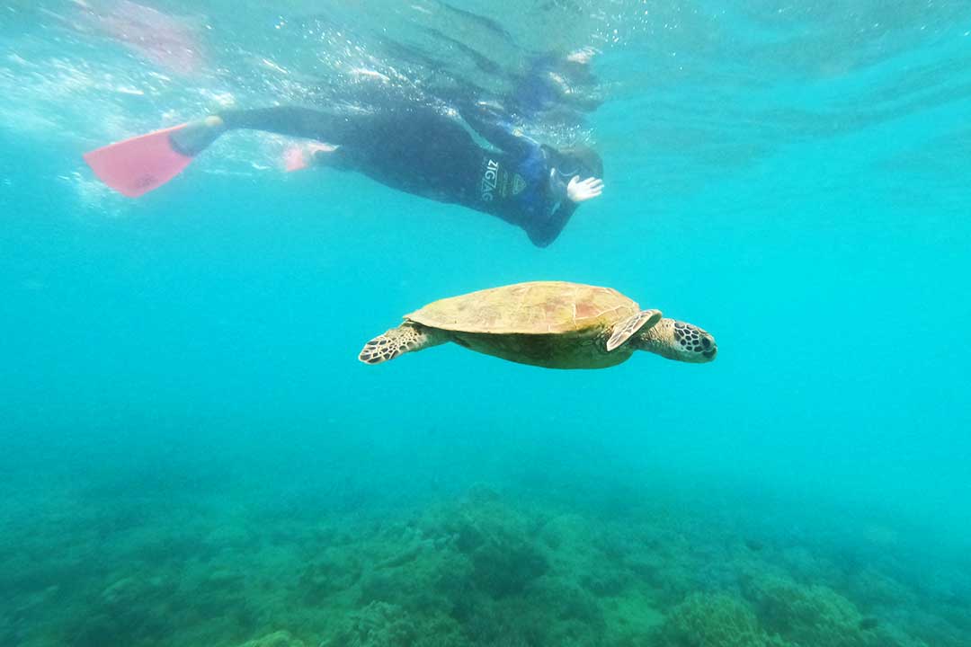 Snorkelling on a coral reef with a turtle