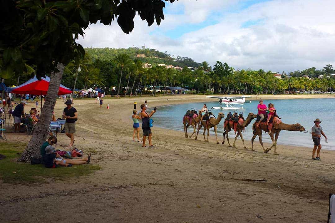 Camels at the Airlie Beach Markets