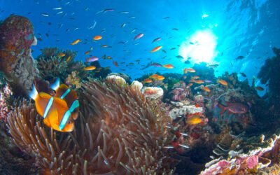 Indigenous Culture and the Great Barrier Reef