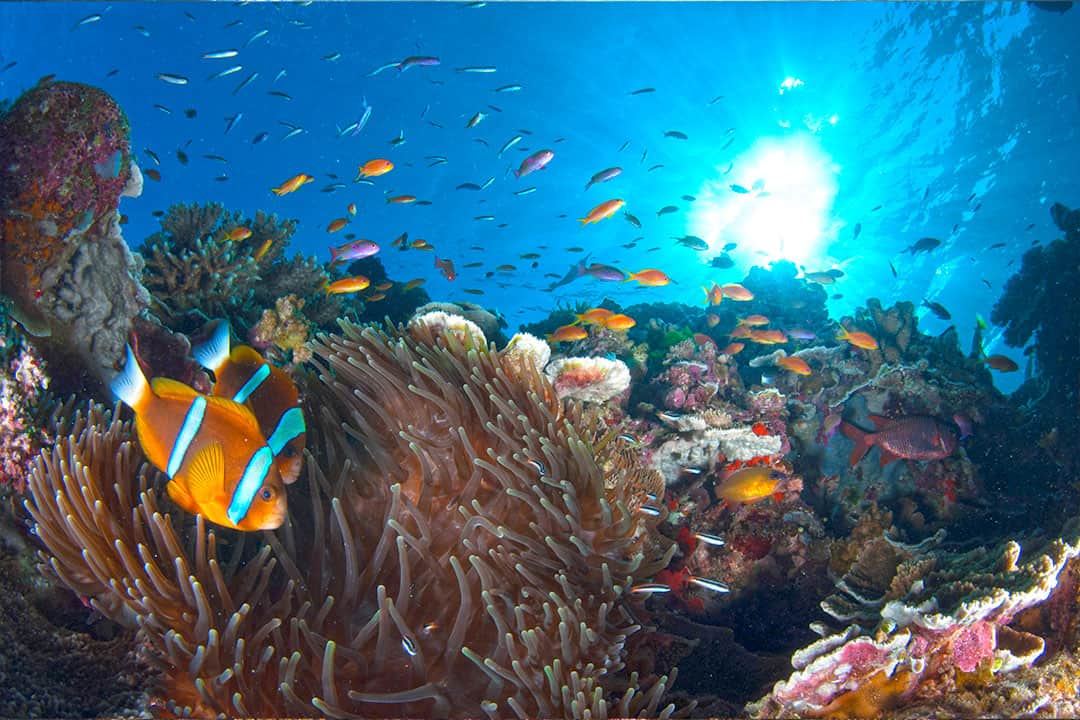 Wildlife Of The Great Barrier Reef