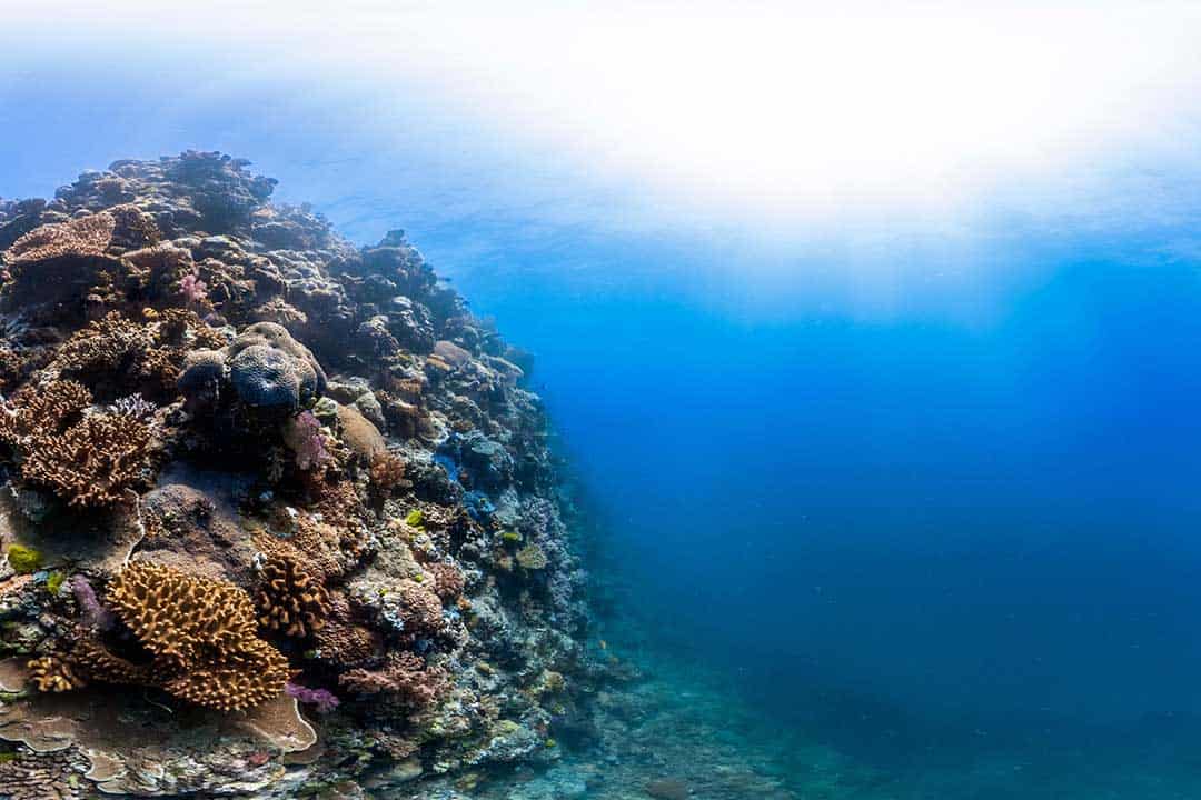 Coral Reef in Queensland