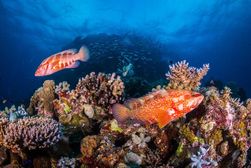 Coral Trout on the Great Barrier Reef