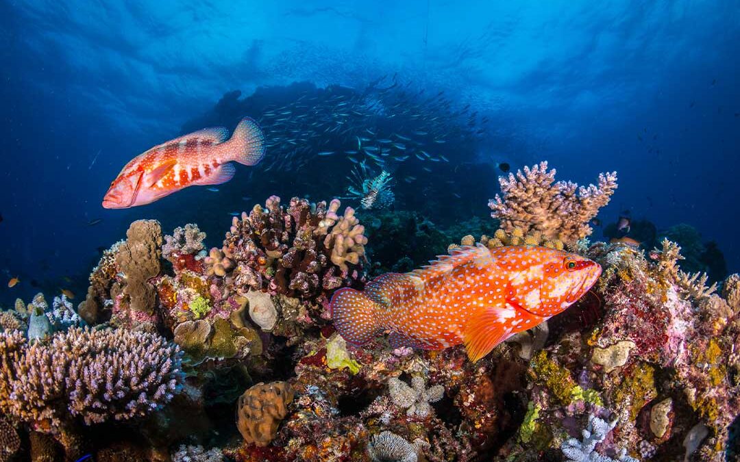 Wildlife Of The Great Barrier Reef Marine Park