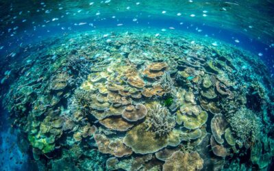 Great Barrier Reef Marine Park Facts