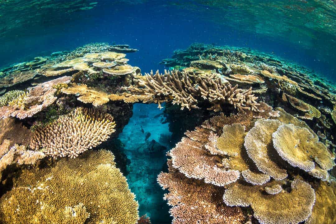 coral and fish around the Great Barrier Reef