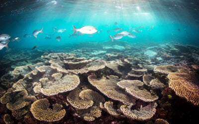 Diving And Snorkeling In The Great Barrier Reef Marine Park