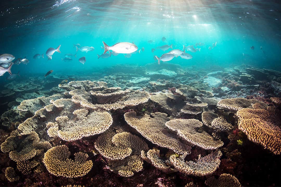Fish and Coral on the Great Barrier reef