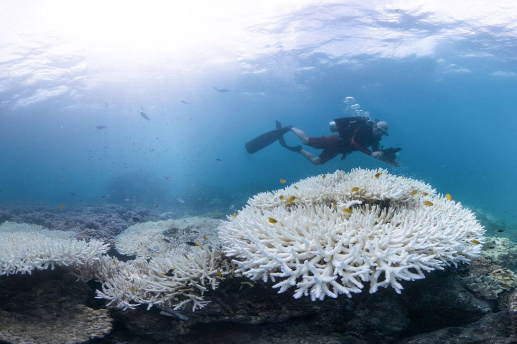 Threats to the Great Barrier Reef, Coral Bleaching