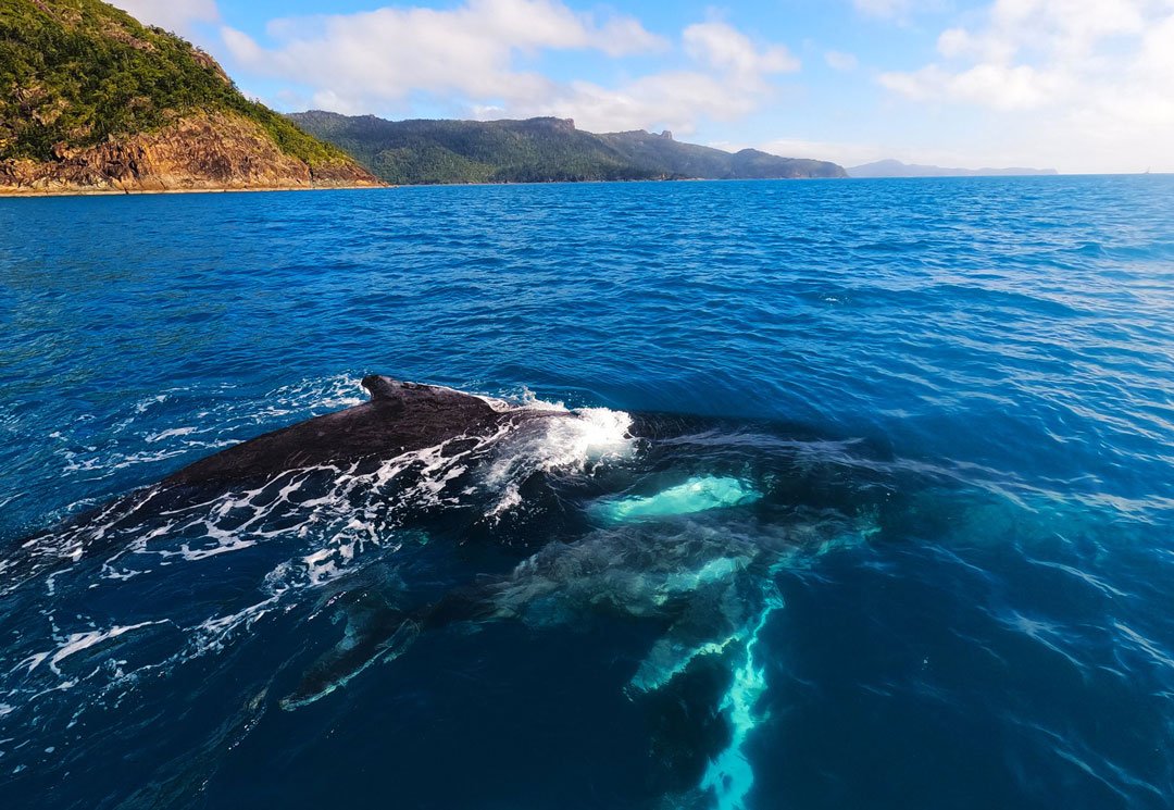 Adult and baby humpback whale in the Whitsundays