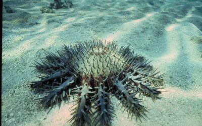 Whitsundays Crown of Thorns Starfish Control Program