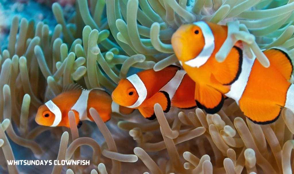 Clownfish in the Whitsundays