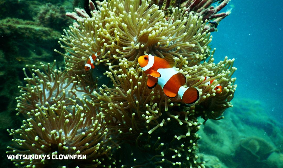 Clownfish at the reef in the Whitsunday Islands