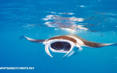 Manta Rays In The Whitsundays