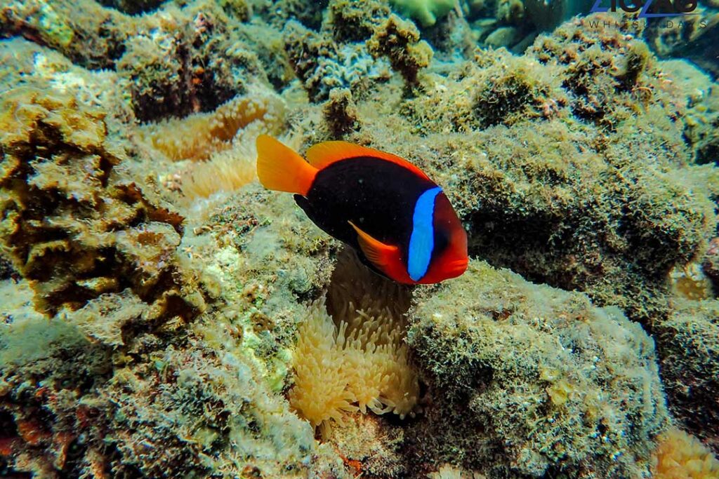 Orange and Black Clownfish swimming on a coral reef in the Whitsunday Islands