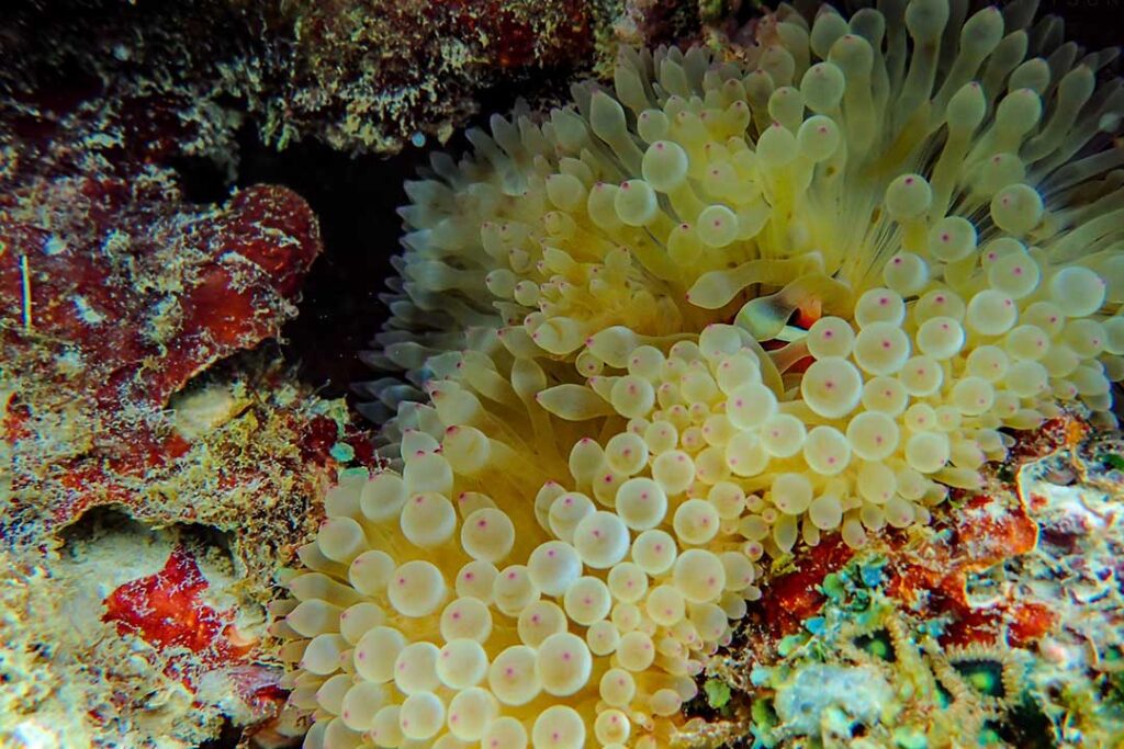 Sea anemone with a orange clownfish living inside