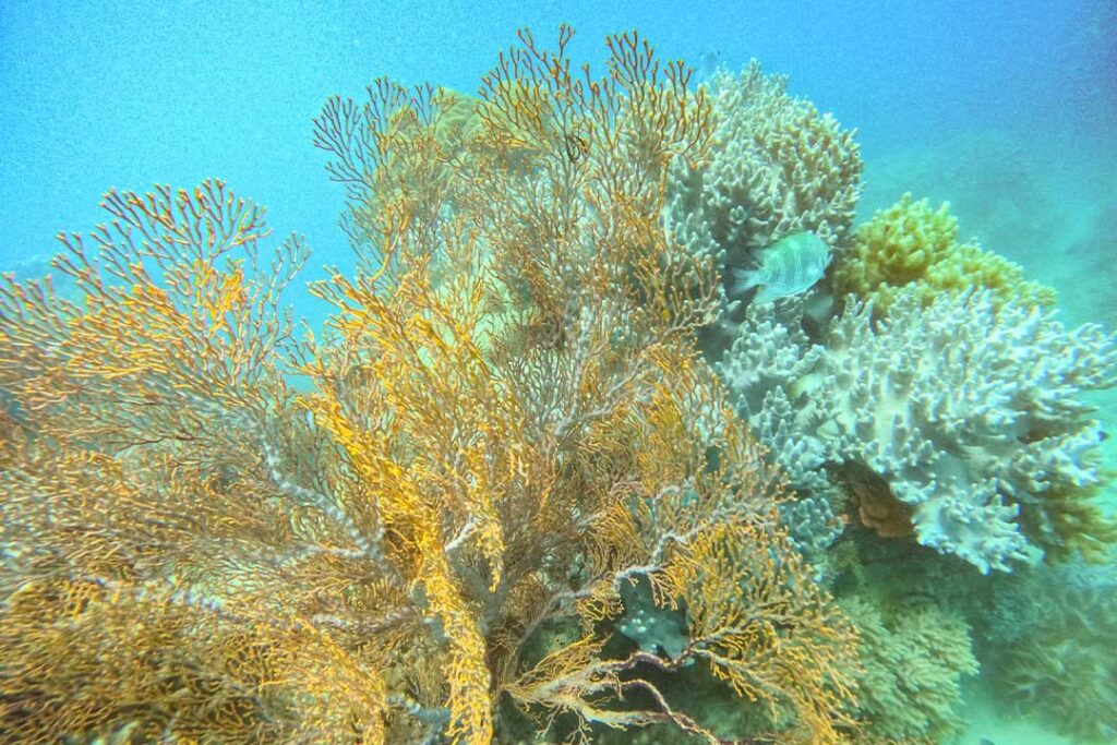Coral Reef in the Whitsunday Islands