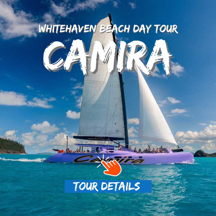 Camira Whitsundays Sailing Tour is a large purple catamaran 